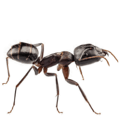 ant pest control stoufville