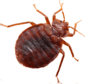 bed bugs exterminator stoufville