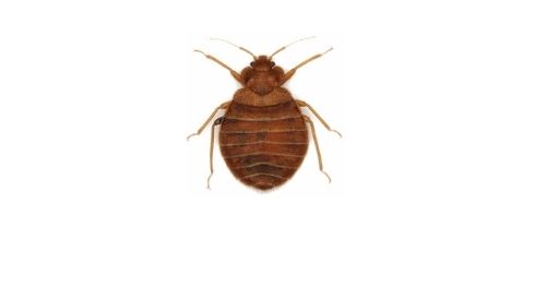 bed bug pest control stoufville