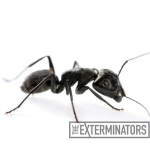 carpenter ant pest control stoufville