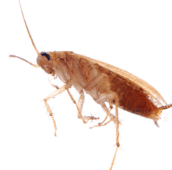 Cockroach pest control