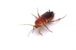 Cockroach pest exterminator