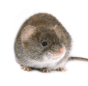 rat pest removal