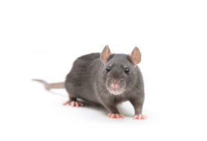 rat pest extermination