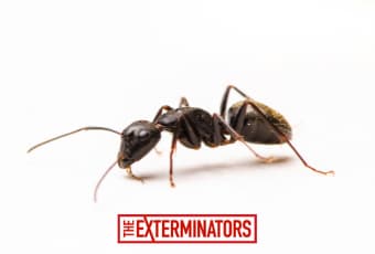 ant control stouffville
