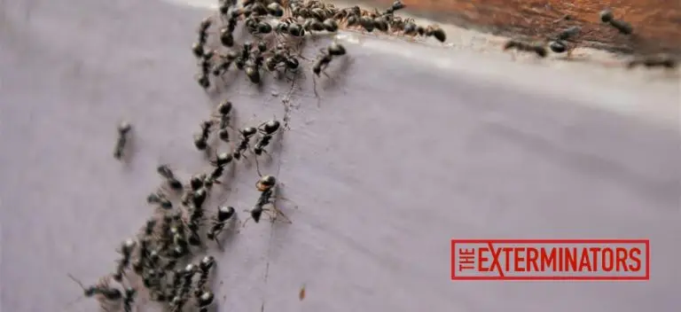 ant exterminator stouffville