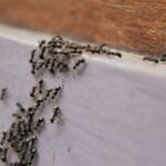 ants