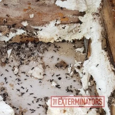 ants inspection stouffville