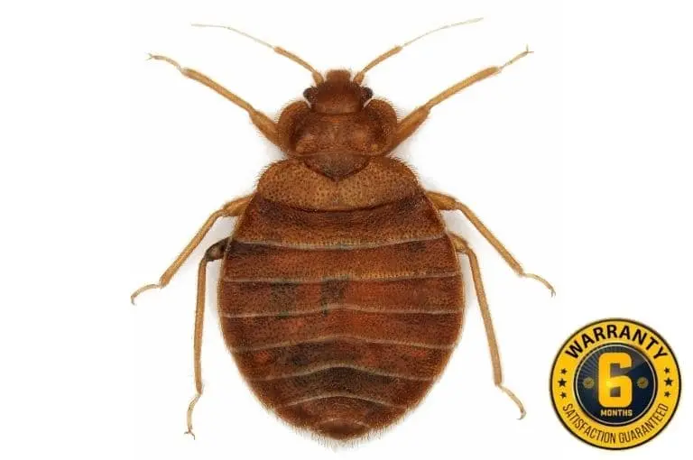 bed bug exterminator stouffville