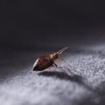 bed bug infestation stouffville