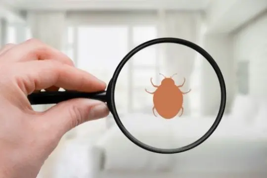 bed bug inspection stouffville