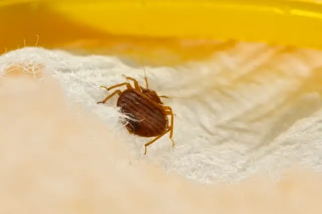 bed bug treatment stouffville