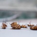 cockroach infestation stouffville