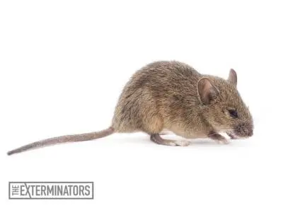 mice infestation stouffville