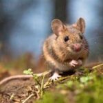 mouse infestation stouffville