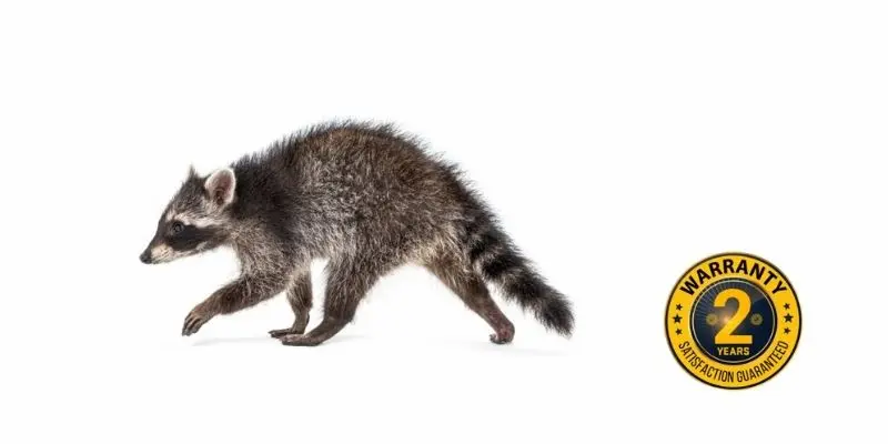 raccoon control stouffville