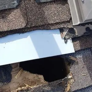 raccoon inspection