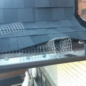 raccoon removal stouffville
