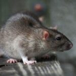 rats infestation stouffville