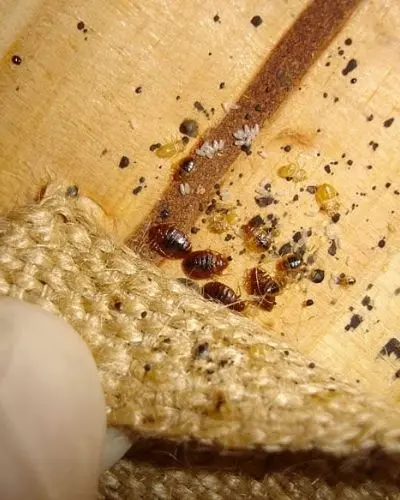 signs of bed bug infestation