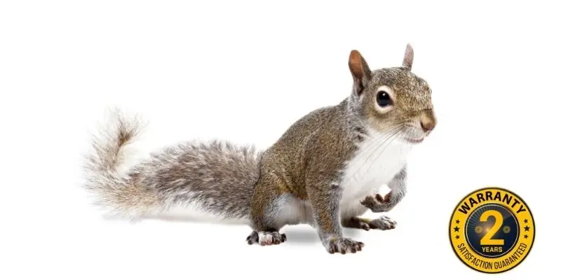 squirrel control stouffville