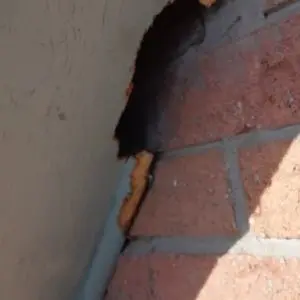 squirrel inspection