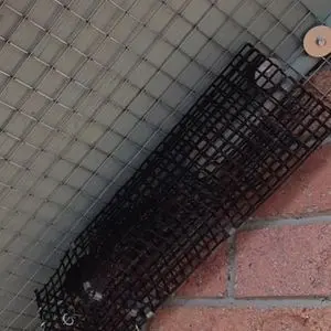 squirrel removal using one way door stouffville