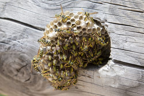 wasp nest removal stouffville