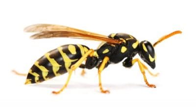 wasp nest removal stouffville