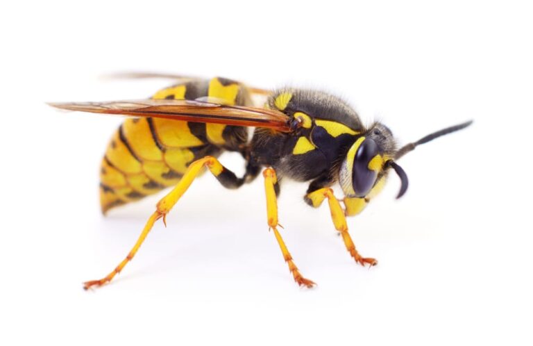 wasp removal stouffville