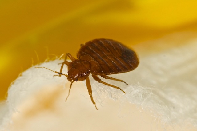A_Comprehensive_Guide_to_Identifying_and_Treating_Bed_Bug_Infestations