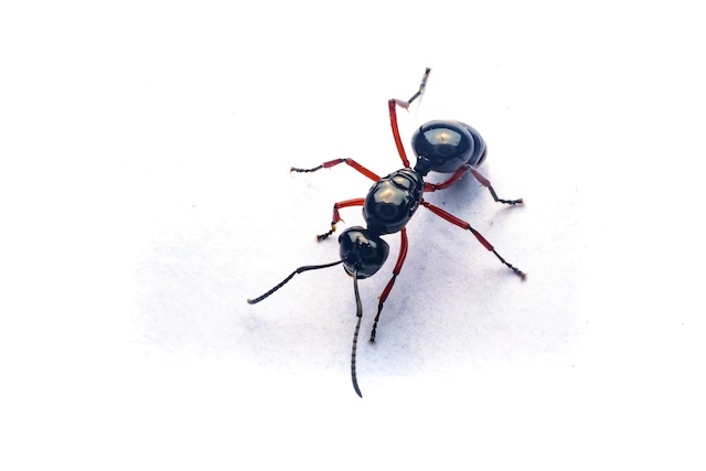 Ants-Be-Gone-Professional-Pest-Control-Strategies-for-Your-Home