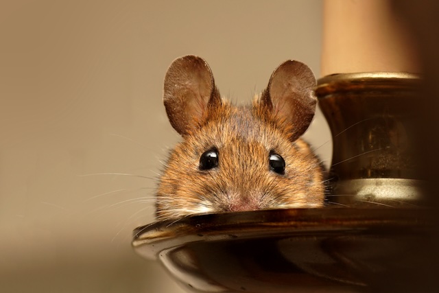 Behind-the-Walls-Unveiling-the-Hidden-Life-of-House-Mice