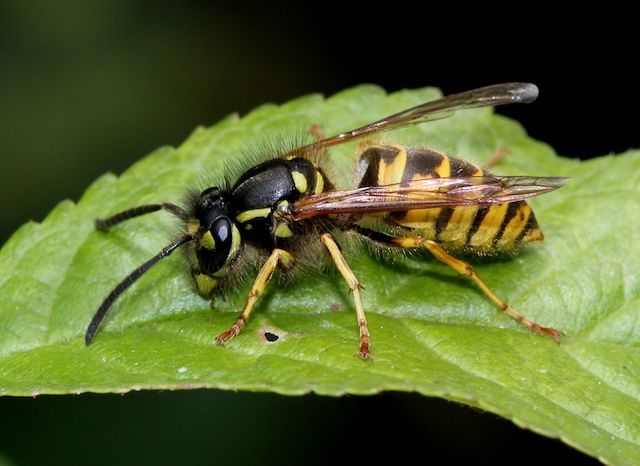 Buzz-Off-DIY-Wasp-Control-Techniques-Every-Homeowner-Should-Know