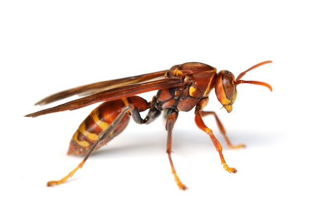 Buzzing-Gardens-A-Homeowners-Guide-to-Eco-Friendly-Wasp-Control