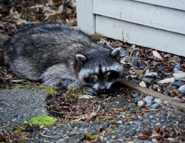Deck-Defense-How-To-Remove-Raccoons-From-Under-Your-Deck