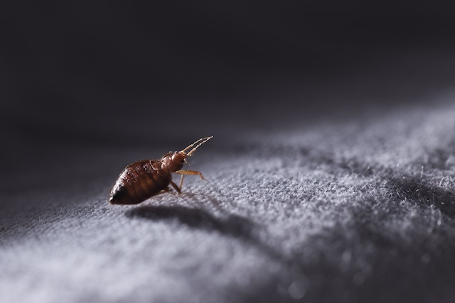 Defend-Your-Home-How-to-Choose-the-Perfect-Bed-Bug-Exterminator