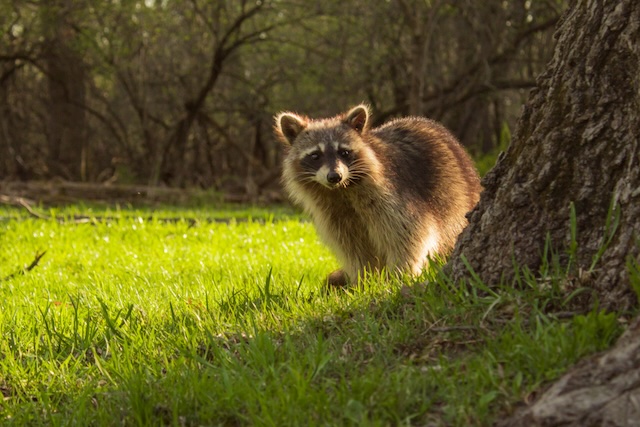 From-Deck-to-Den-Understanding-Urban-Raccoon-Behavior