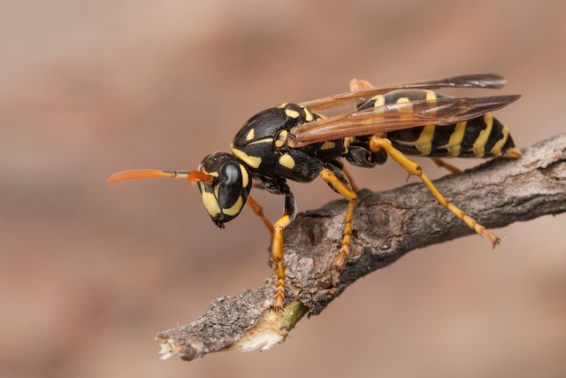 From-Swarms-to-Serenity-Creating-a-Wasp-Free-Outdoor-Haven