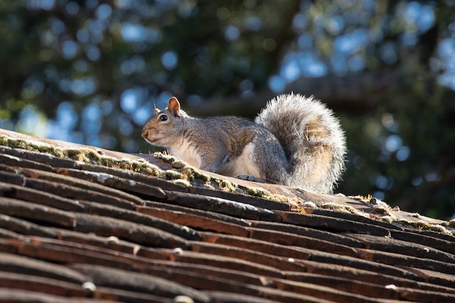 Furry-Trespassers-Protecting-Your-Attic-from-Unwanted-Guests