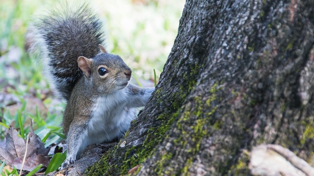 Furry-Vandals-Recognizing-and-Responding-to-Squirrel-Damage