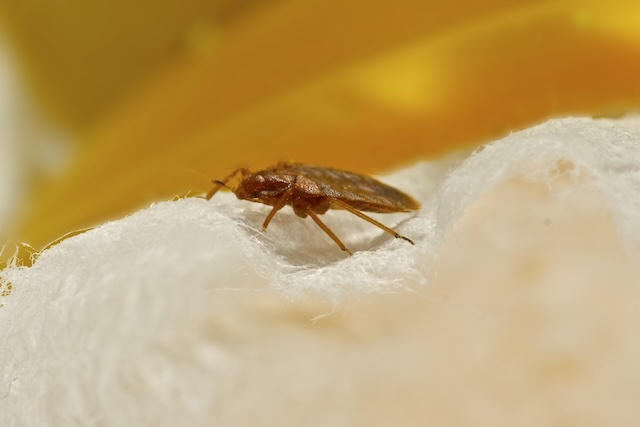 Guard-Your-Home-Essential-Steps-for-Preventing-Bed-Bug-Infestations