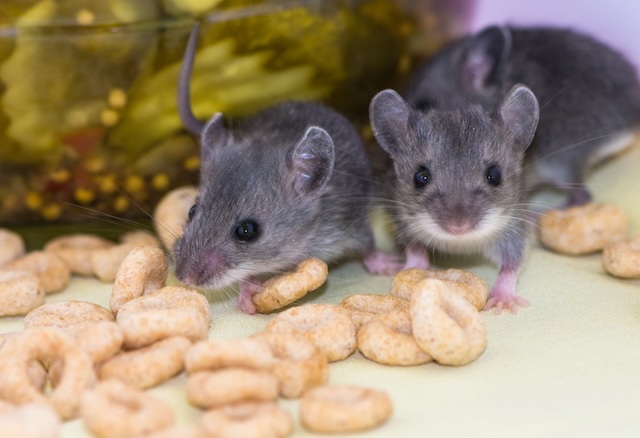 Guarding-Your-Home-The-Science-Behind-Professional-Mouse-Control