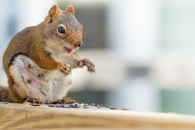 Home-Intruders-Understanding-Why-Squirrels-Break-Into-Attics