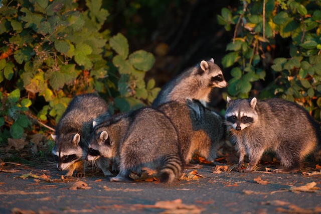 How-One-Way-Doors-Work-For-Raccoon-Removal