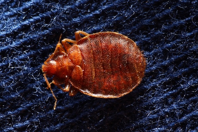 Insider-Insights-Unveiling-the-Science-Behind-Different-Bed-Bug-Treatment-Methods