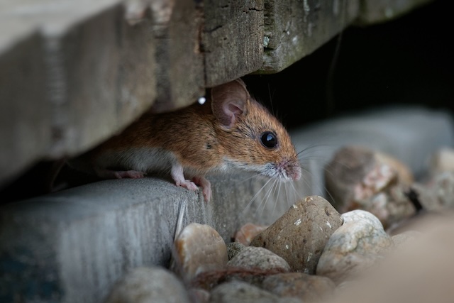 Intruders-Unveiled-Signs-of-a-Residential-Mouse-Infestation