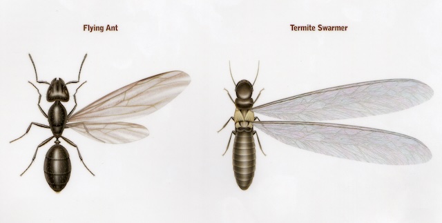 Living-Ant-Free-A-Comprehensive-Approach-to-Residential-Pest-Control