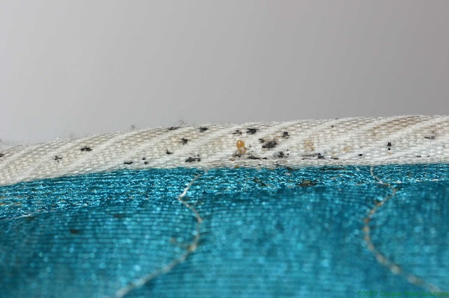 Navigating-the-Night-A-omeowners-Guide-to-Detecting-Bed-Bug-Infestations
