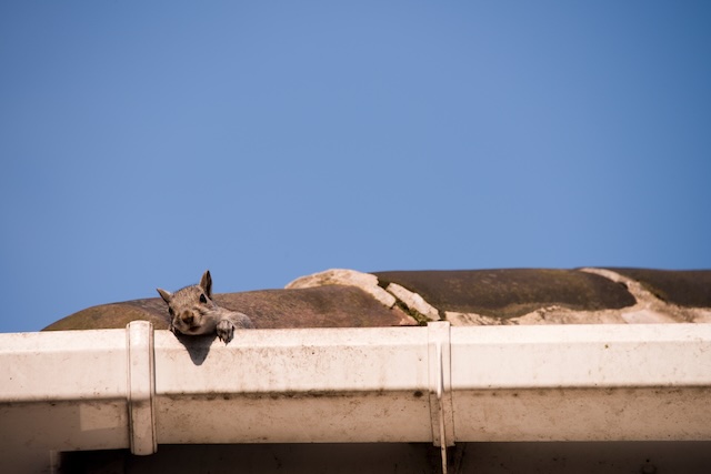Noisy-Neighbours-Dealing-with-Squirrels-in-Your-Sanctuary